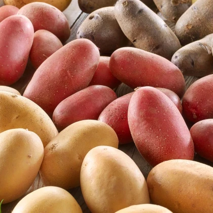 Sadbové zemiaky - 4 druhy - doba zrenia - Solanum tuberosum - zemiaky - 1 2ks