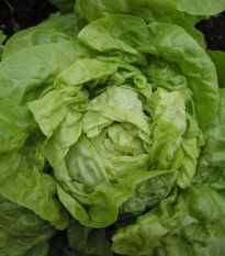 Šalát hlávkový Smaragd - Lactuca sativa - semená šalátu - 400 ks