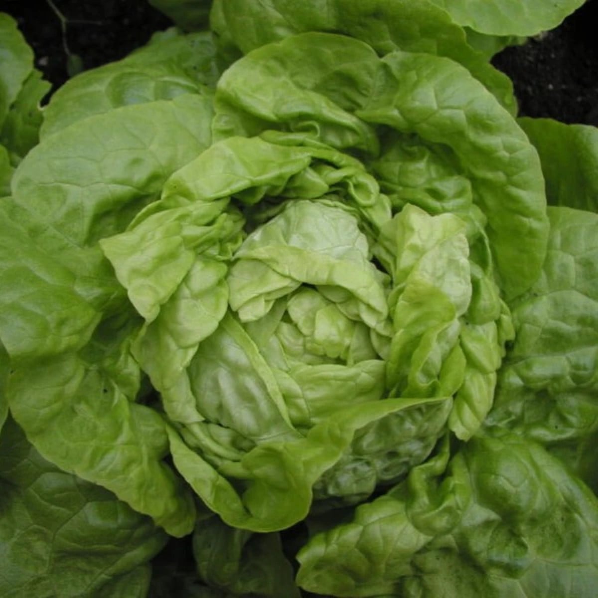 Šalát hlávkový Smaragd - Lactuca sativa - semená šalátu - 400 ks