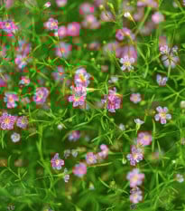 Gypsomilka murárska Garden Bride - Gypsophila muralis - semená gypsomilky - 150 ks