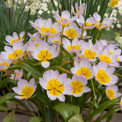 Tulipán Bakerii Lilac Wonder - Tulipán saxatilis - cibule tulipánu - cibuľky - 3 ks