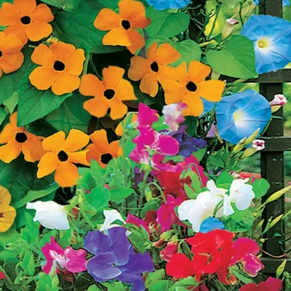 Kvetinová zmes - Zelená zástena - Sperli - 1 ks