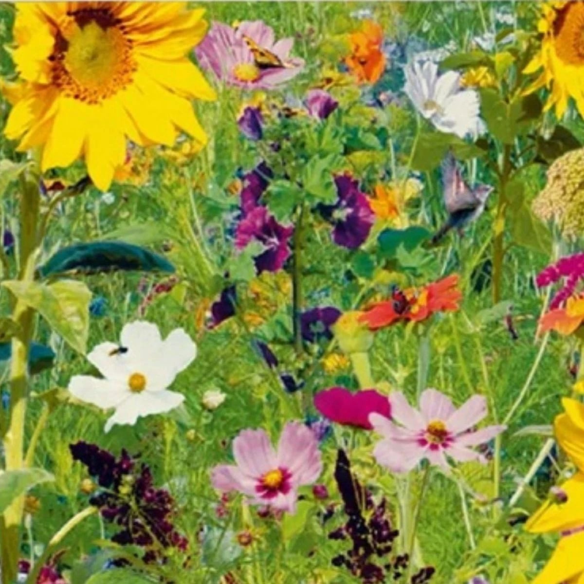 Kvetinová zmes - Vtáčí ostrov - Sperli - 1 ks