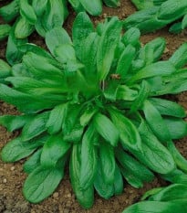 Valeriánka Large Leaved - Vallerianella locusta - semená valeriánky - 150 ks