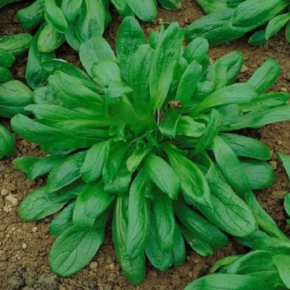 Valeriánka Large Leaved - Vallerianella locusta - semená valeriánky - 150 ks