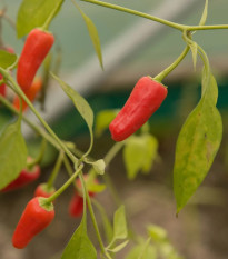 Chilli Apache F1 - Capsicum annuum - semená chilli - 5 ks