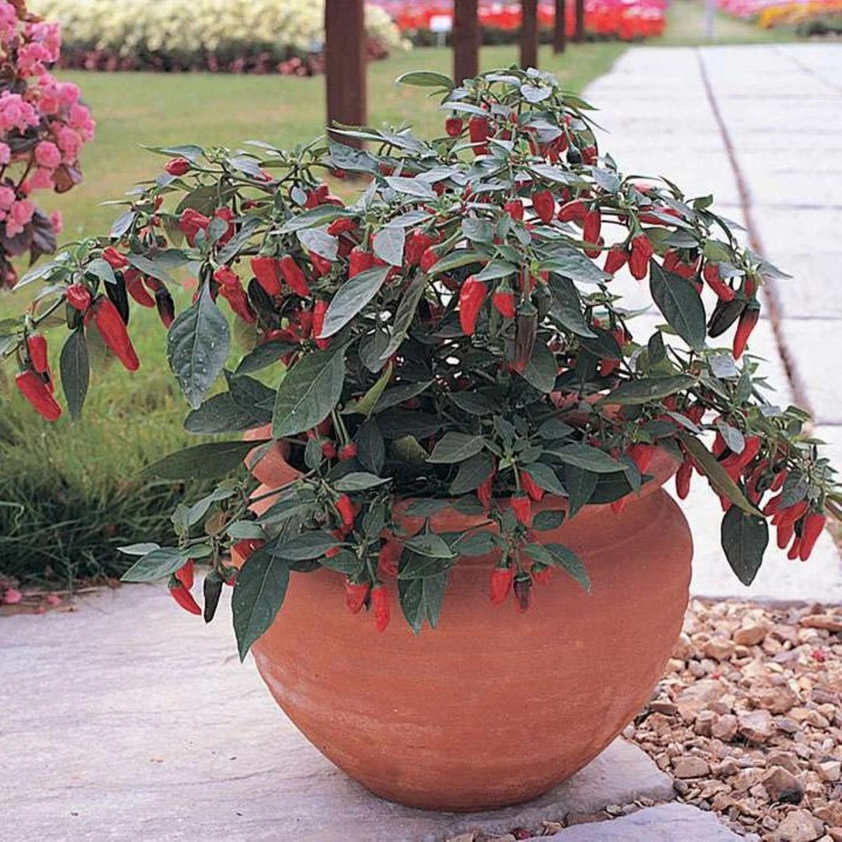 Chilli Apache F1 - Capsicum annuum - semená chilli - 5 ks