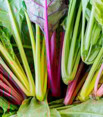 BIO Mangold Fireworks - Beta vulgaris - bio semená mangoldu - 45 ks