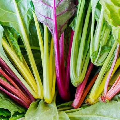 BIO Mangold Fireworks - Beta vulgaris - bio semená mangoldu - 45 ks