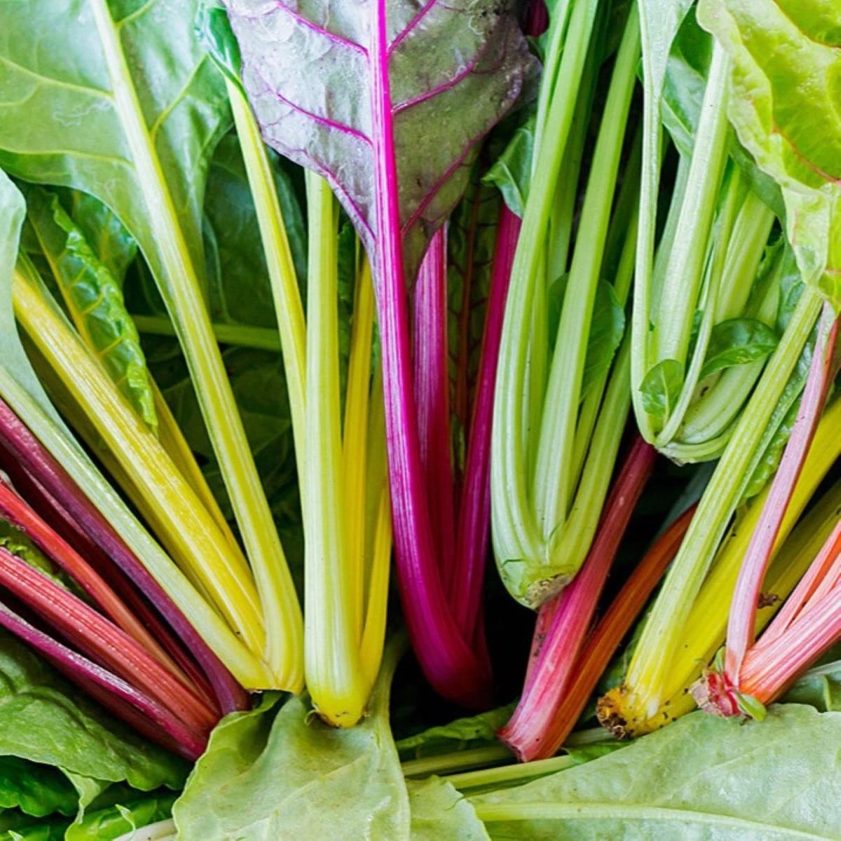 BIO Mangold Fireworks - Beta vulgaris - bio semená mangoldu - 45 ks