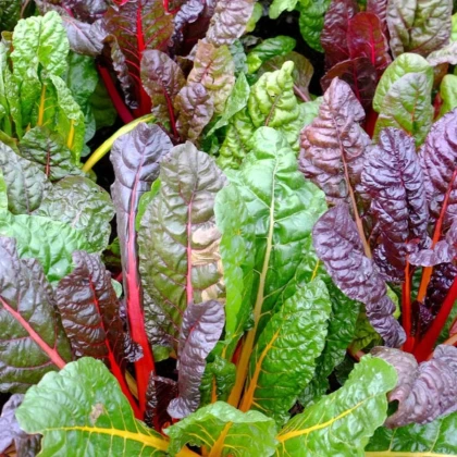 BIO Mangold Fireworks - Beta vulgaris - bio semená mangoldu - 45 ks