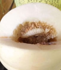 Melón cukrový Kiku - Cucumis melo - semená melónu - 6 ks