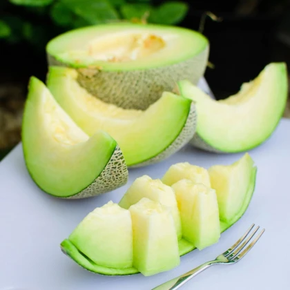 Melón Tenor F1 - Cucumis melo - semená melónu - 6 ks