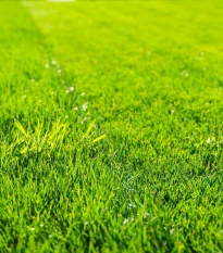 Trávnik pre suché stanovištia Premium - semená Kiepenkerl - zmes - 25 g