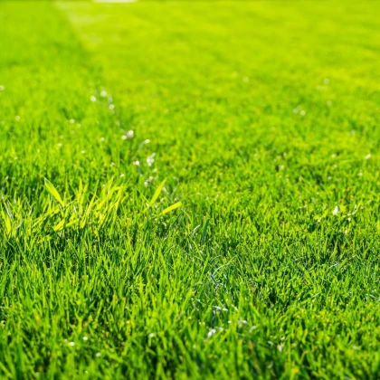 Trávnik pre suché stanovištia Premium - semená Kiepenkerl - zmes - 25 g