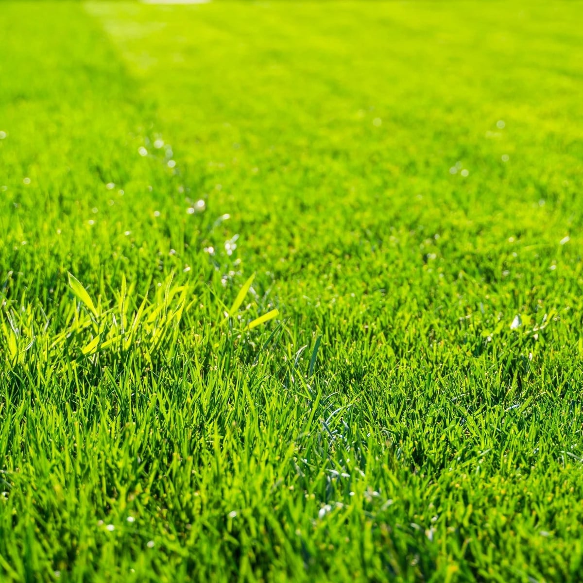 Trávnik pre suché stanovištia Premium - semená Kiepenkerl - zmes - 25 g