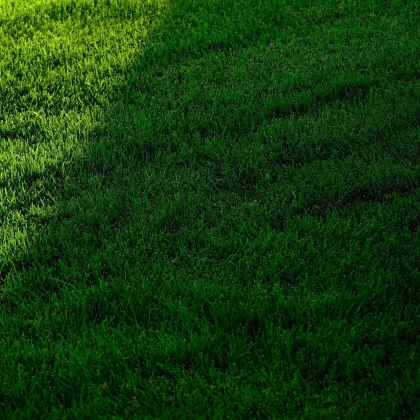 Trávnik pre tienisté stanovištia Premium - semená Kiepenkerl - zmes - 25 g