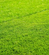 Trávnik pre suché stanovištia Premium Profi Line - semená Kiepenkerl - zmes - 1 kg