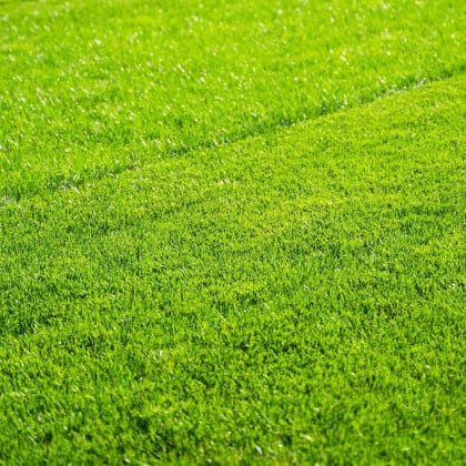 Trávnik pre suché stanovištia Premium Profi Line - semená Kiepenkerl - zmes - 1 kg