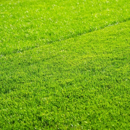 Trávnik pre suché stanovištia Premium Profi Line - semená Kiepenkerl - zmes - 1 kg