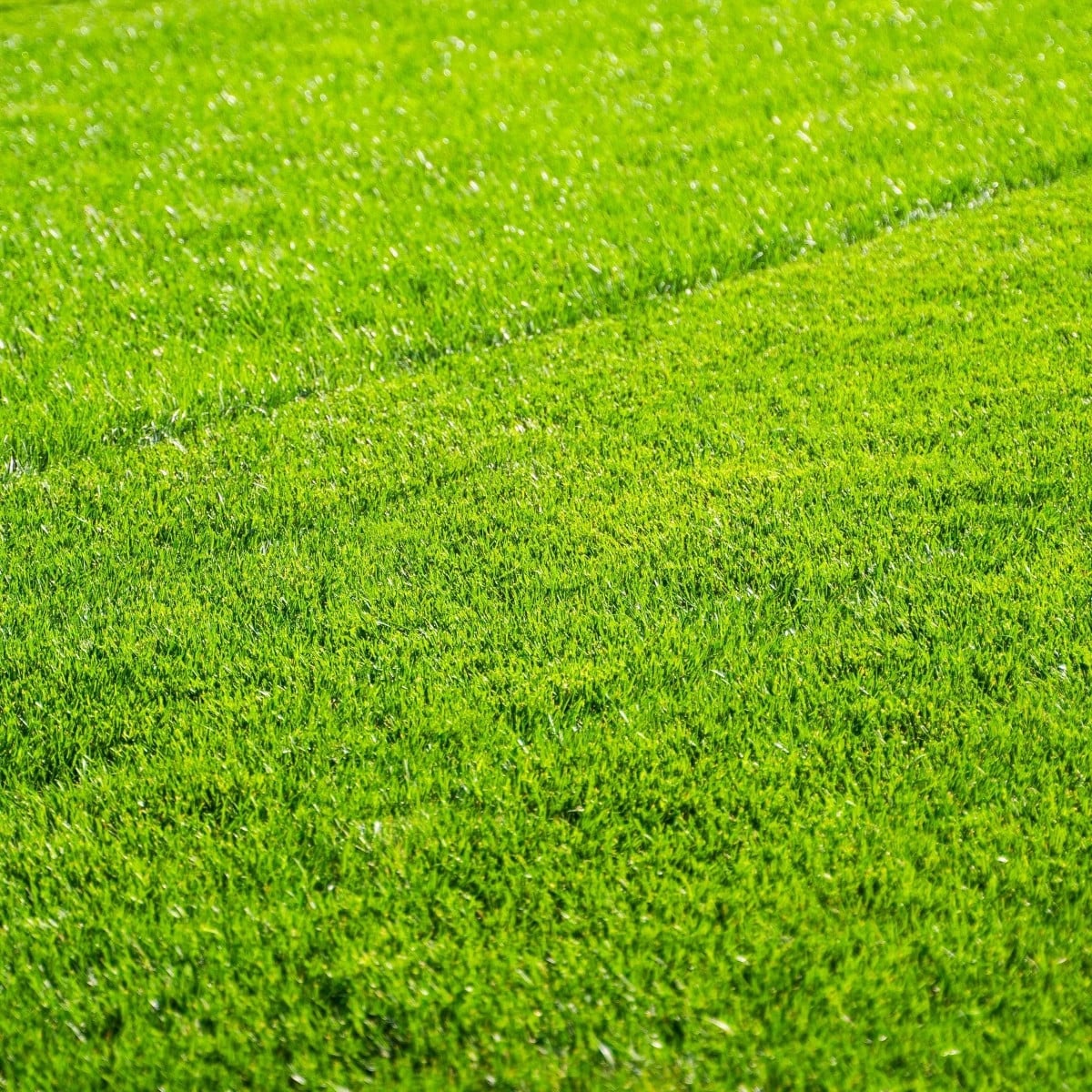 Trávnik pre suché stanovištia Premium Profi Line - semená Kiepenkerl - zmes - 1 kg