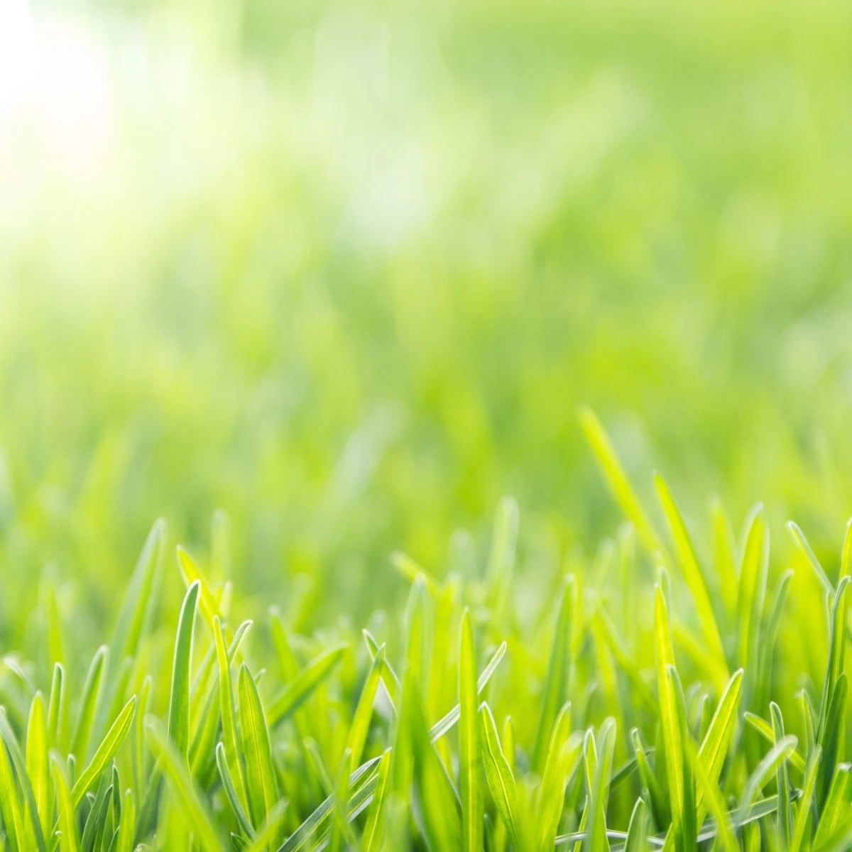 Trávnik pre suché stanovištia Premium Profi Line - semená Kiepenkerl - zmes - 10 kg