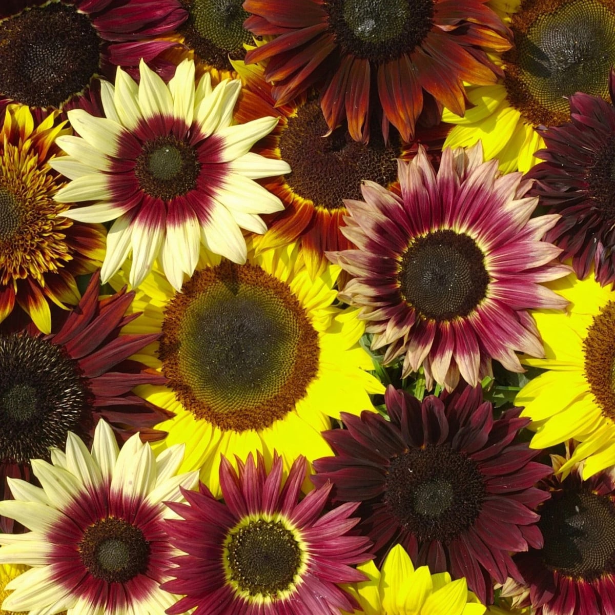 Slnečnica Formular Mix F1 - Helianthus annuus - semená slnečnice - 6 ks