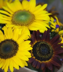 Slnečnica Formular Mix F1 - Helianthus annuus - semená slnečnice - 6 ks