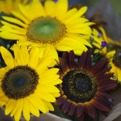 Slnečnica Formular Mix F1 - Helianthus annuus - semená slnečnice - 6 ks