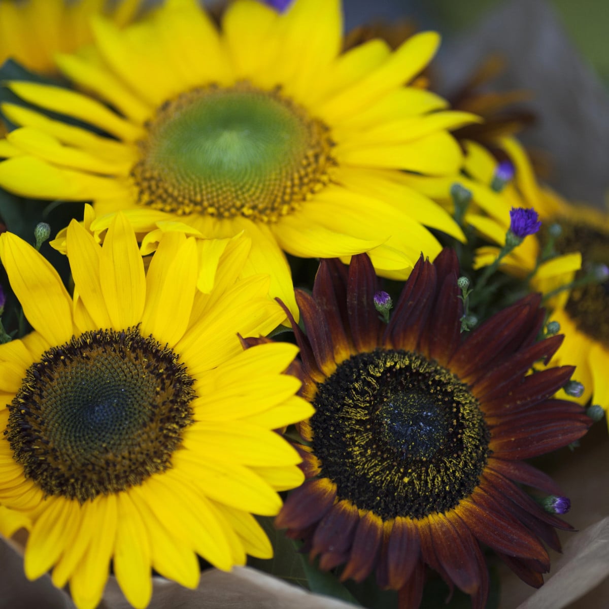 Slnečnica Formular Mix F1 - Helianthus annuus - semená slnečnice - 6 ks