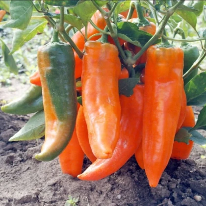 Paprika ročná Timia - Capsicum annuum - semená papriky - 30 ks