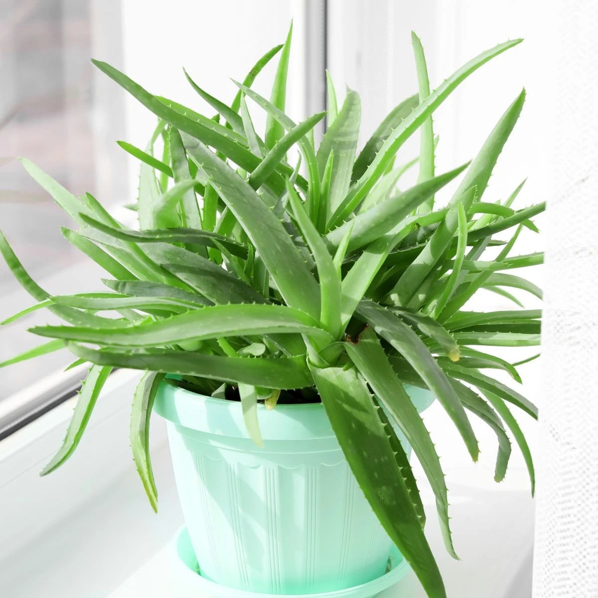 Aloe vera - Barbadensis miller - semená aloe - 6 ks