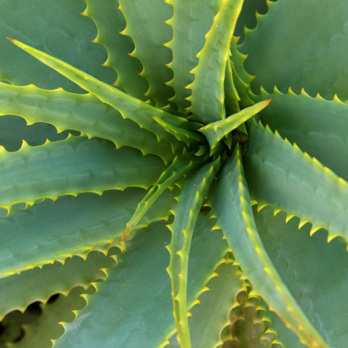 Aloe vera - Barbadensis miller - semená aloe - 6 ks