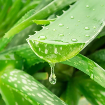 Aloe vera - Barbadensis miller - semená aloe - 6 ks