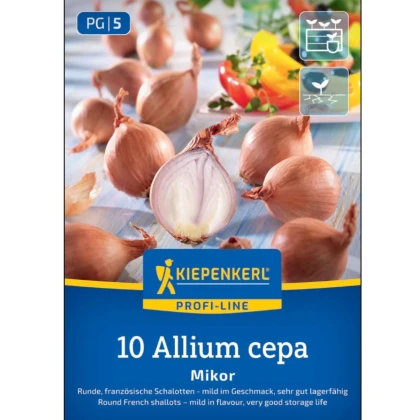Cibuľa šalotka Mikor - Allium cepa - cibuľky - 10 ks