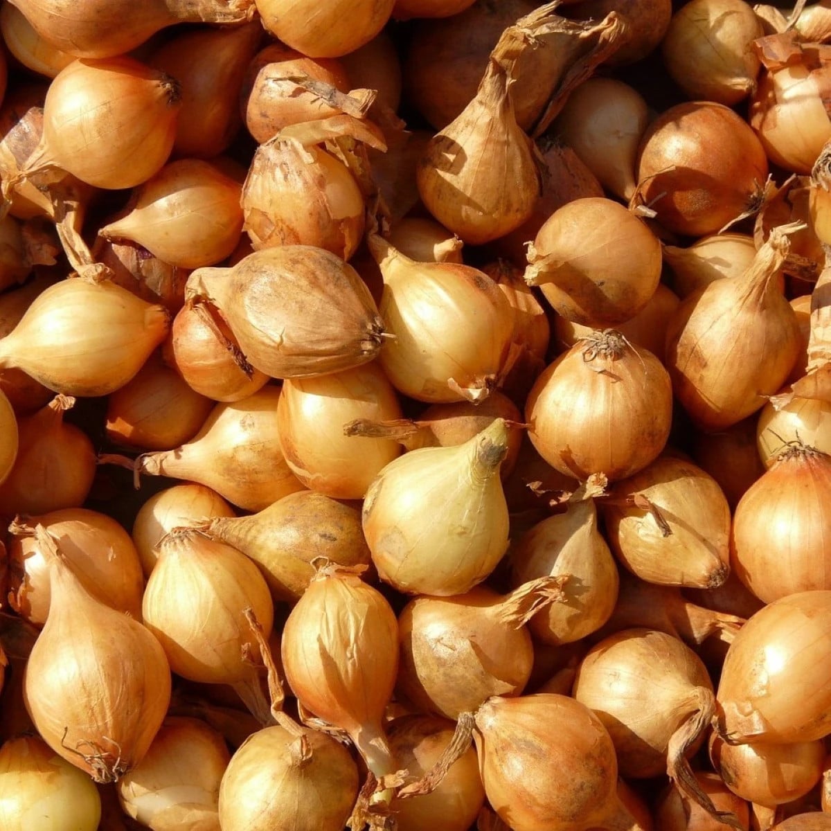 Cibuľa šalotka Mikor - Allium cepa - cibuľky - 10 ks