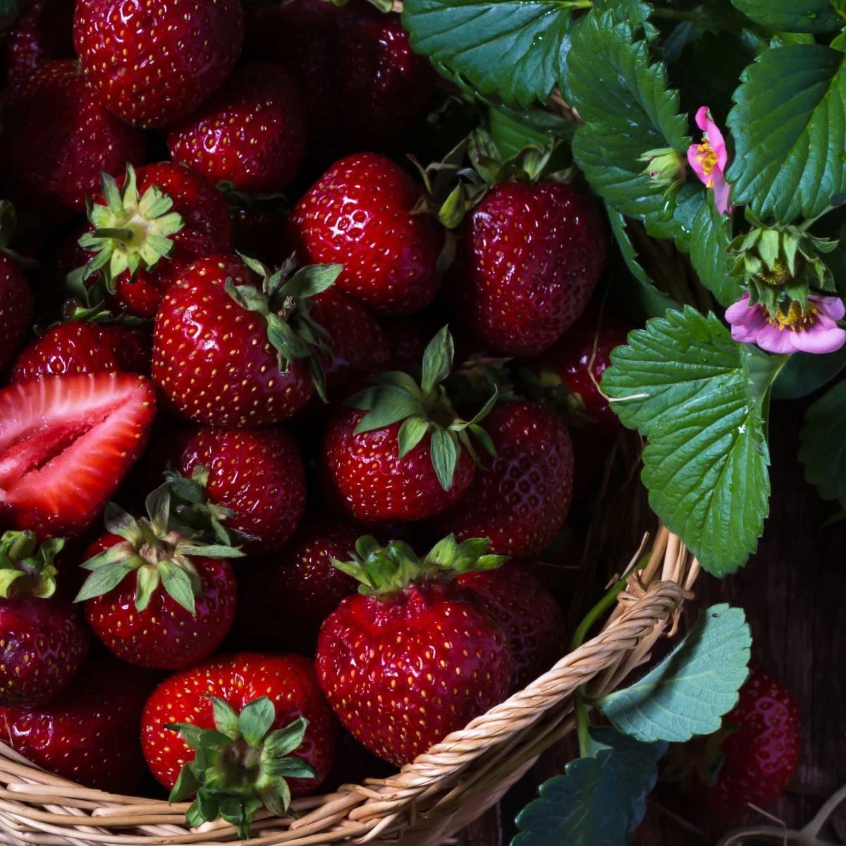 Jahodník Cherryberry - Fragaria ananassa - voľnokorenné sadenice jahôd - 2 ks