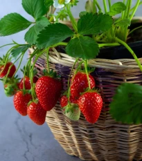 Jahodník previsnutý Pendula - Fragaria - voľnokorenné sadenice jahôd - 2 ks