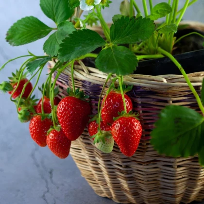 Jahodník previsnutý Pendula - Fragaria - voľnokorenné sadenice jahôd - 2 ks