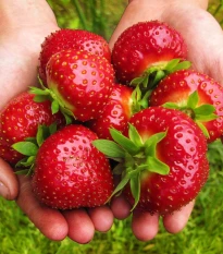 Jahodník Maxim - Fragaria ananassa - voľnokorenné sadenice jahôd - 3 ks