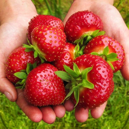 Jahodník Maxim - Fragaria ananassa - voľnokorenné sadenice jahôd - 3 ks