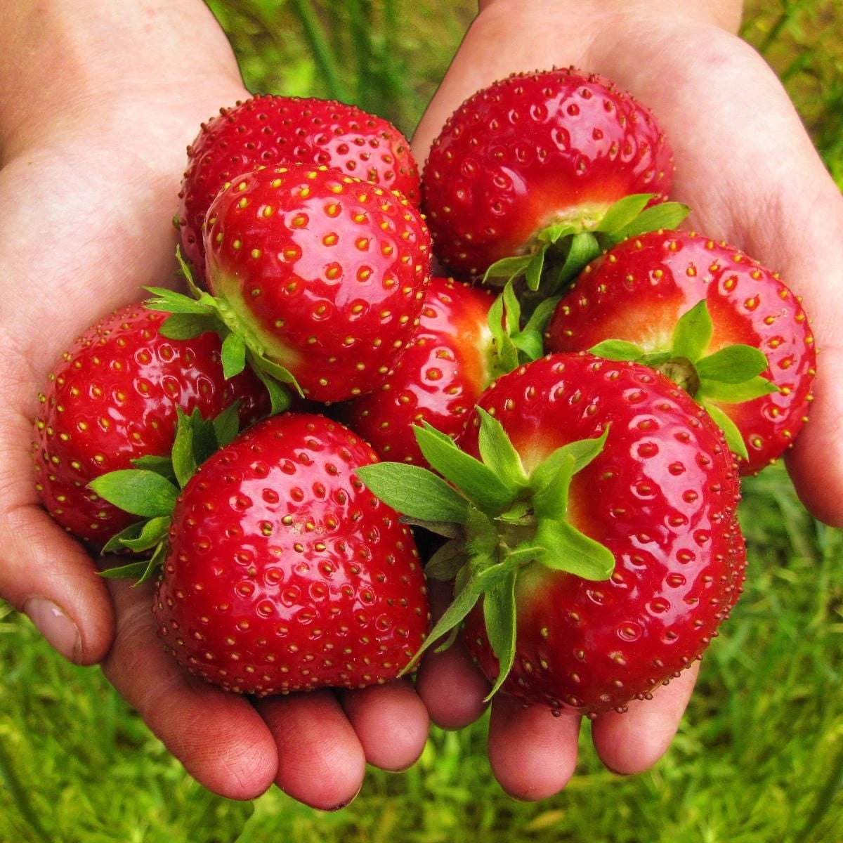 Jahodník Maxim - Fragaria ananassa - voľnokorenné sadenice jahôd - 3 ks