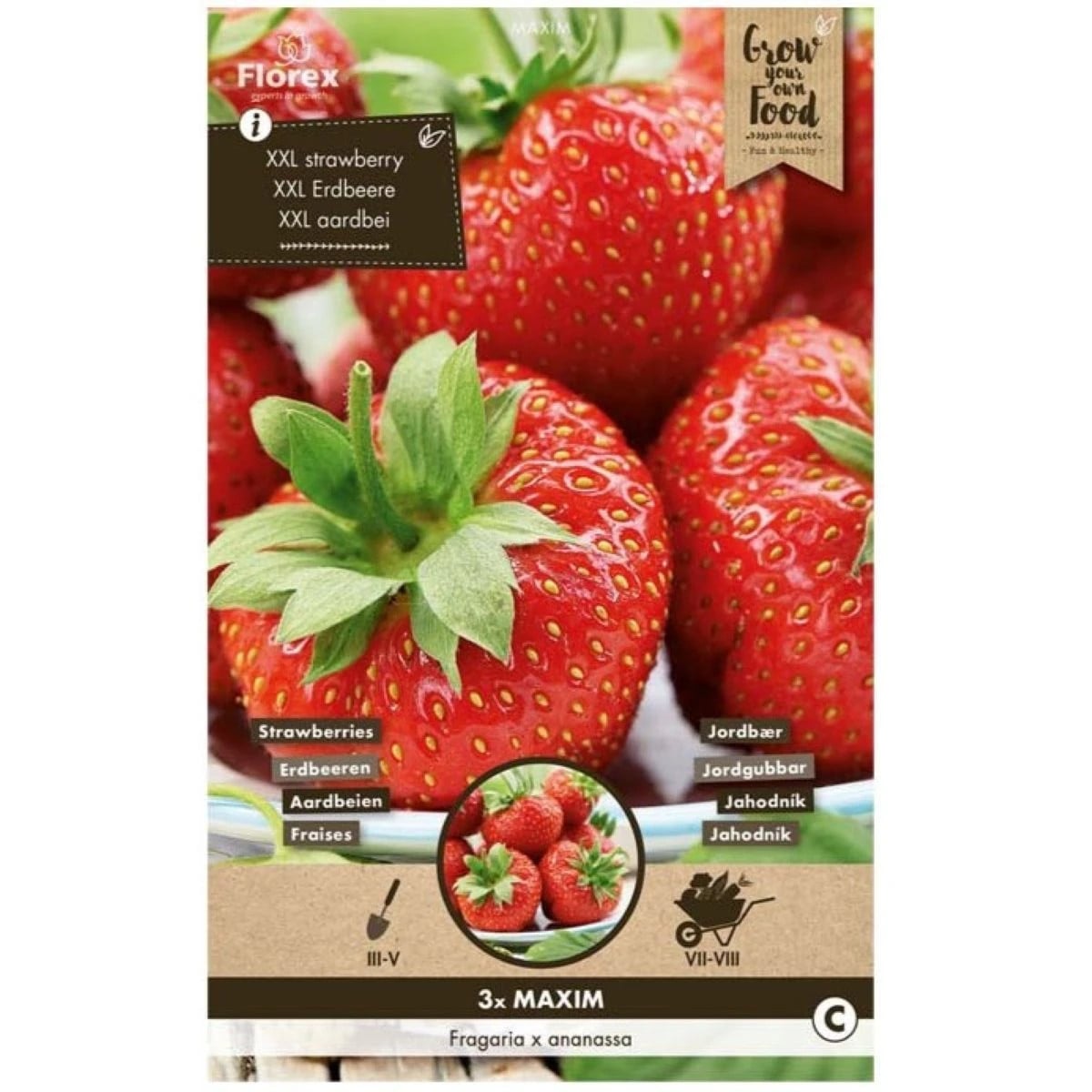 Jahodník Maxim - Fragaria ananassa - voľnokorenné sadenice jahôd - 3 ks