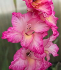 Gladiola Violet King - Gladiolus - hľuzy mečíka - 3 ks