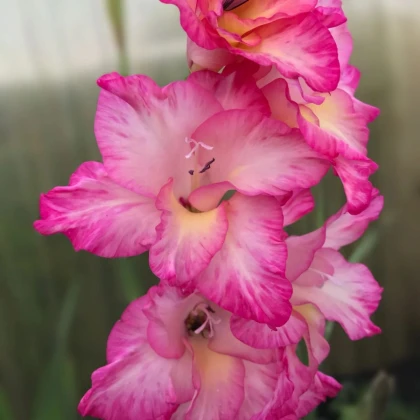 Gladiola Violet King - Gladiolus - hľuzy mečíka - 3 ks