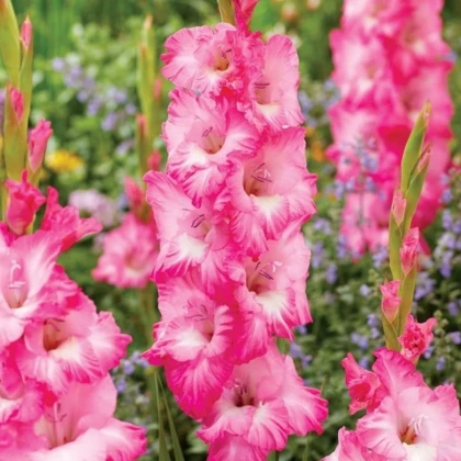 Gladiola Violet King - Gladiolus - hľuzy mečíka - 3 ks