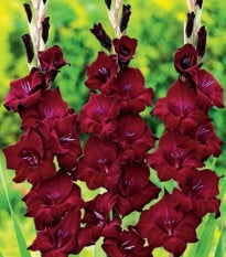 Gladiola At Night - Gladiolus - hľuzy mečíka - 3 ks