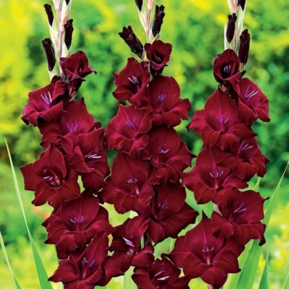 Gladiola At Night - Gladiolus - hľuzy mečíka - 3 ks