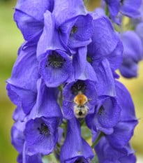 Prilbica - Aconitum - hľuzy prilbica - 1 ks