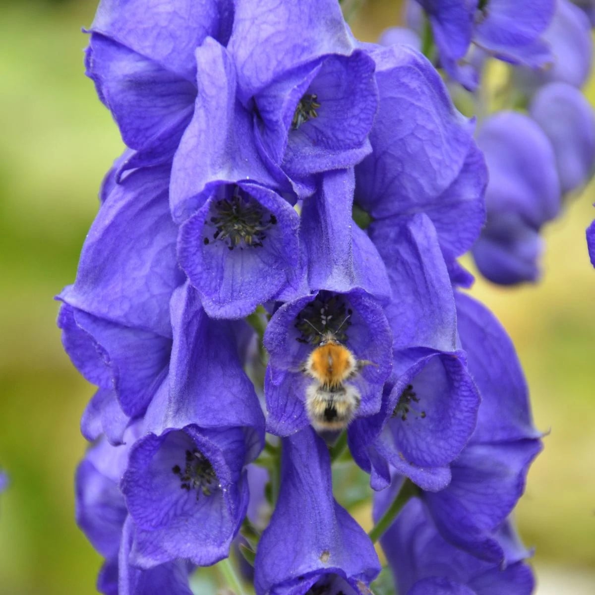 Prilbica - Aconitum - hľuzy prilbica - 1 ks